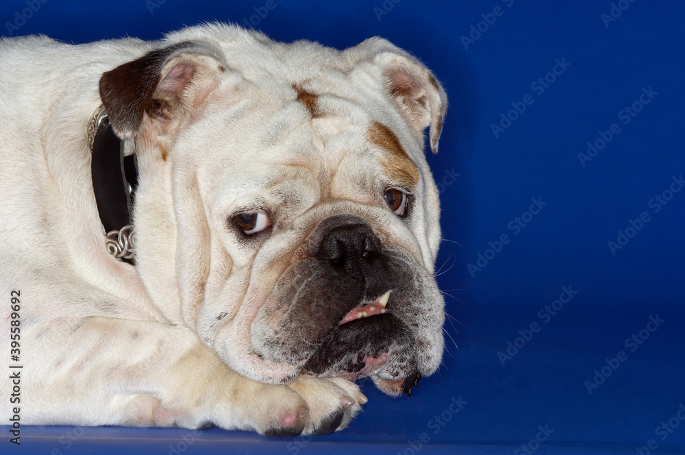 Closeup Of Cropped Bulldog Lying Down