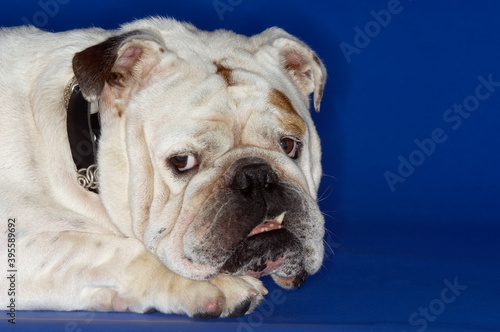 Closeup Of Cropped Bulldog Lying Down