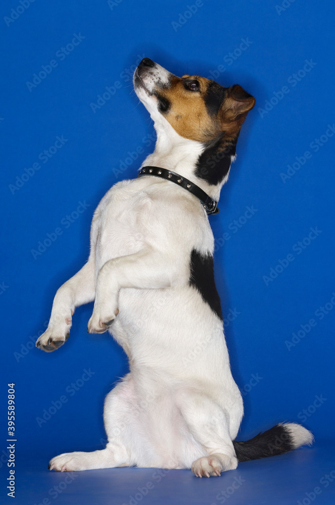 Side View Of Jack Russell Terrier Sitting Up