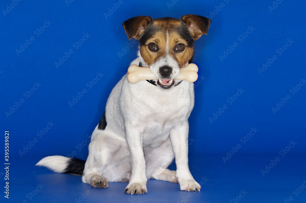 Jack Russell Terrier Holding Rubber Bone In mouth