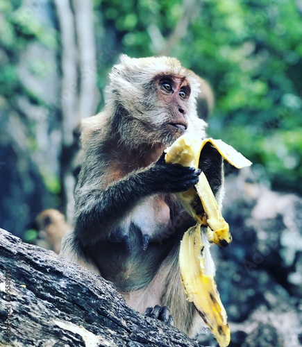 portrait of a macaque