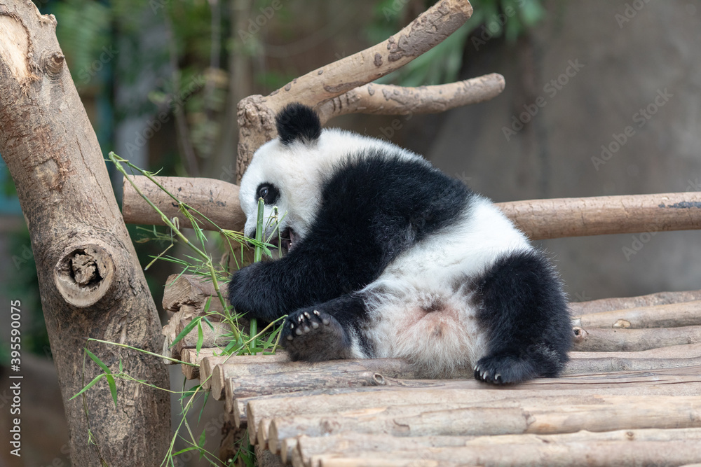 Obraz premium Panda baby Bear eating bamboo. Kuala Lumpur. Malaysia.