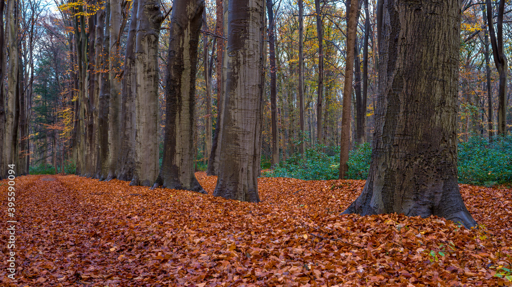 Wald mit Laubbedecktem Boden im Herbst mit Bäumen Wald mit Laubbedecktem Boden im Herbst mit Bäumen