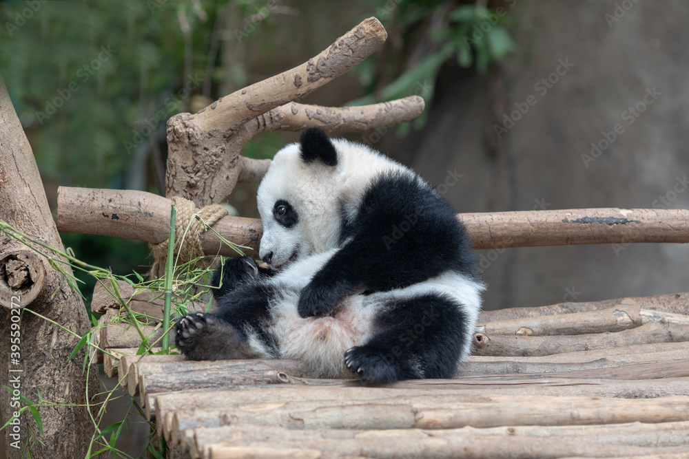 Obraz premium Panda baby Bear eating bamboo. Kuala Lumpur. Malaysia..