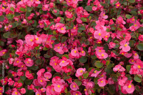 Many pink begonias flowers in the city flowerbed.