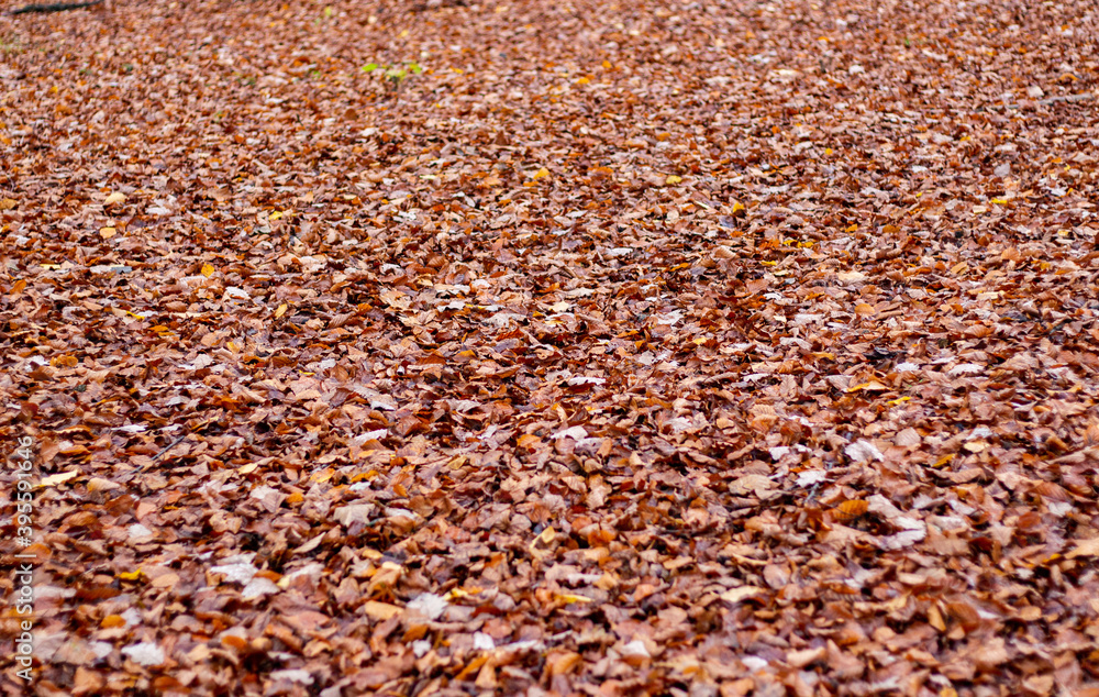 Walkthrough the forest in autumn, Neuwied, Germany Walkthrough the forest in autumn, Neuwied, Germany