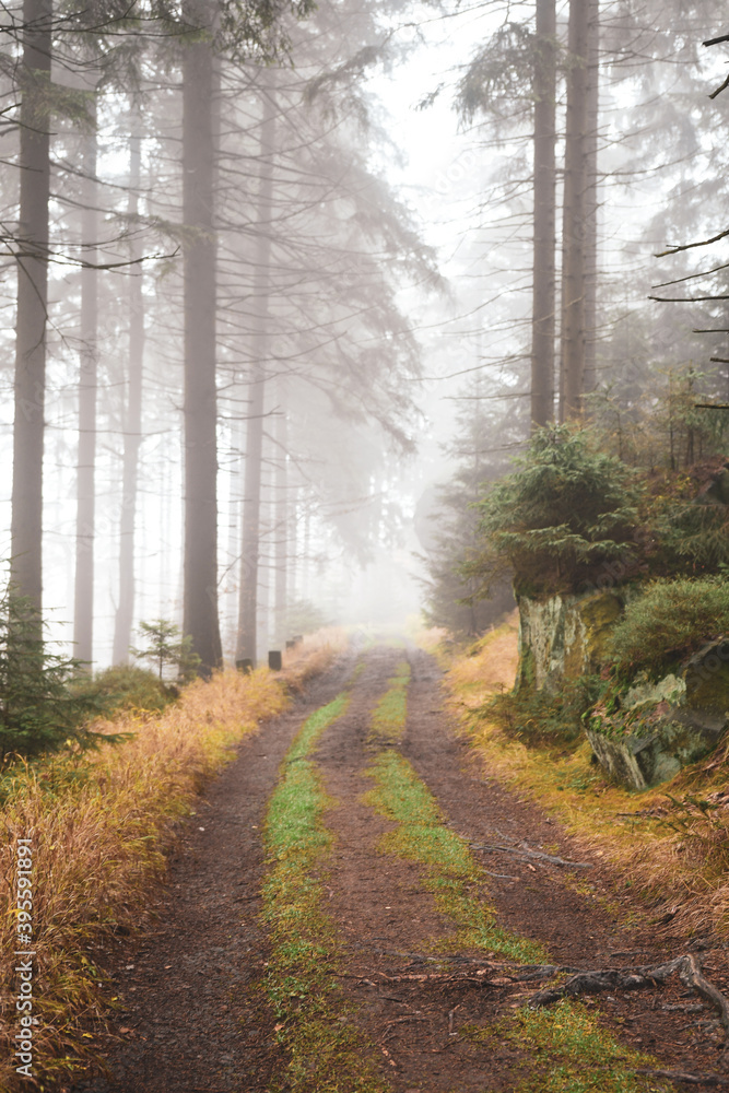 Fototapeta premium Leśna droga w jesiennej mgle