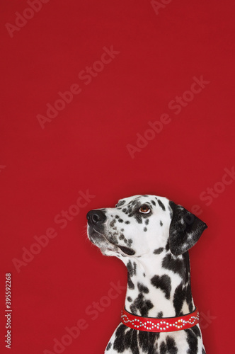 Dog Still life photography © moodboard