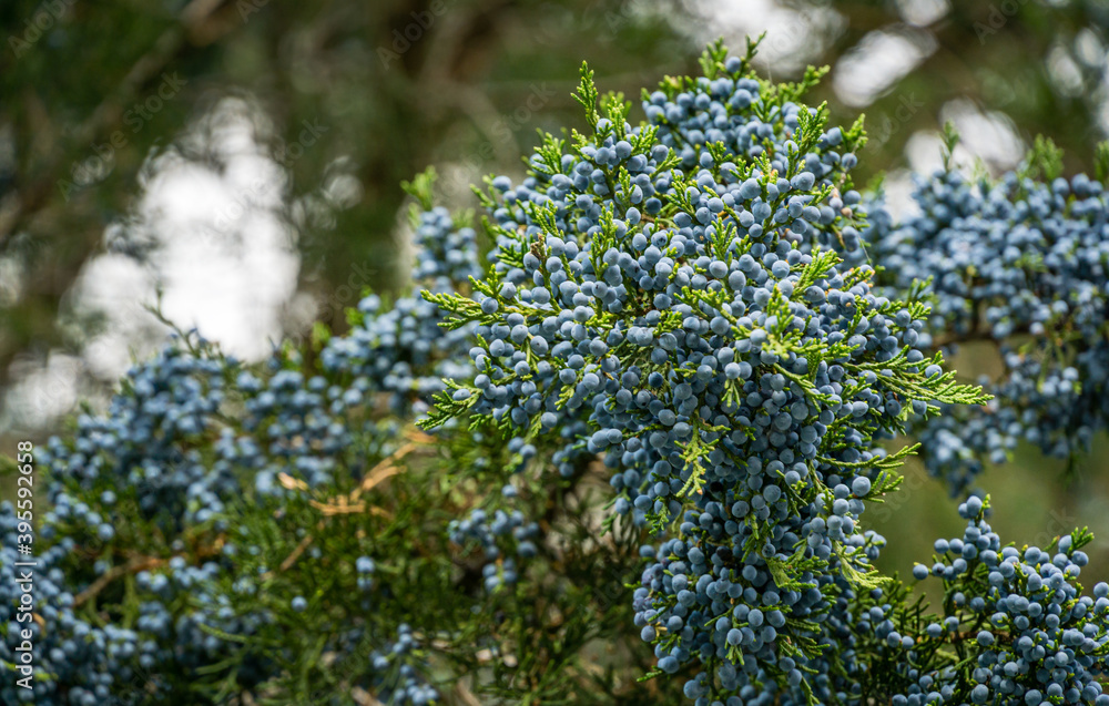 Close-up of beautiful branch of Juniperus virginiana tree or Pencil Cedar with lot ripe blue berries. Selective focus of blue fruit Eastern Red Cedar tree. Nature concept for  design