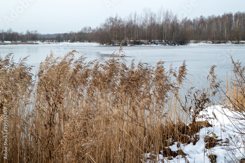 Wallpaper Mural Dry reed grass on the frozen lake shore and leafless forest trees on horison in winter landscape Torontodigital.ca
