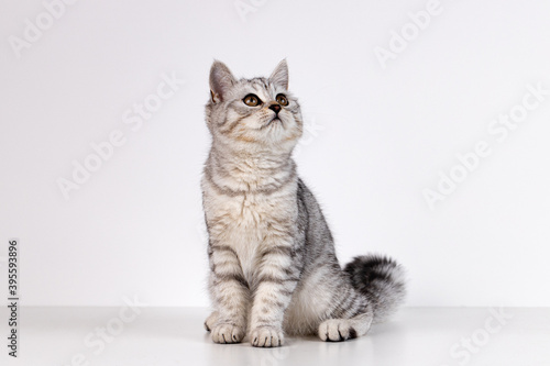 Portrait of Scottish straight kitten on white background © fotofabrika