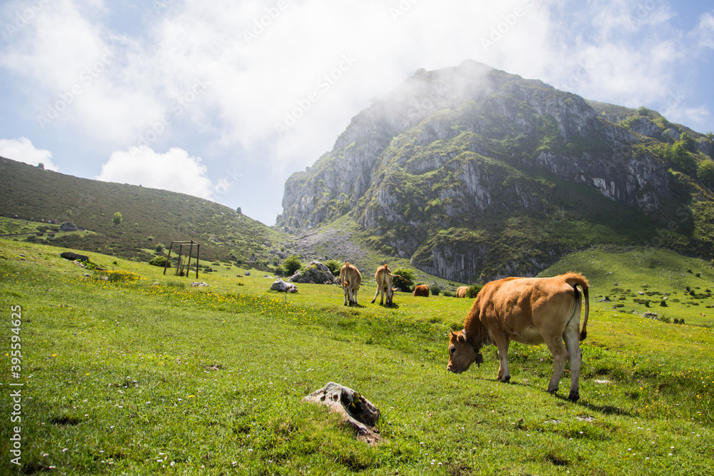 cows in the mountains