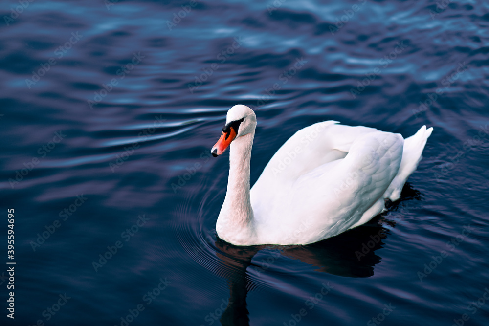 Naklejka premium White swan on the water. The bird swims in the water.