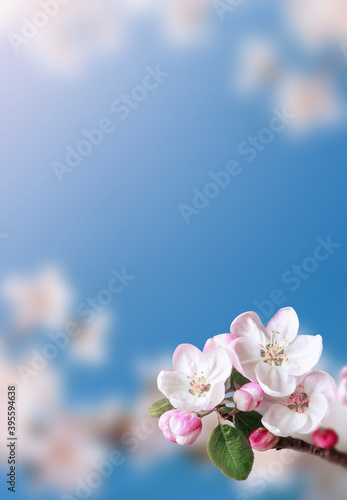 Blossom tree over nature background. Spring flowers. Spring Background.
