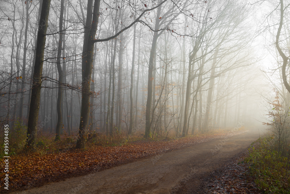 Autumn forest with a fog and morning glow Autumn forest with a fog and morning glow