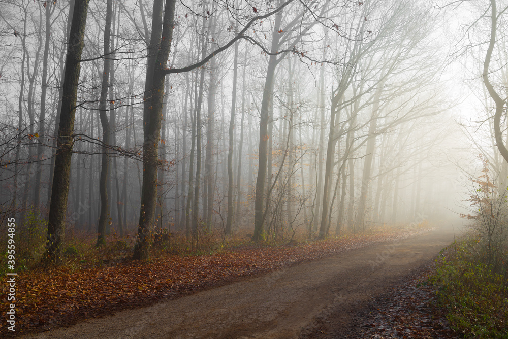 Autumn forest with a fog and morning glow