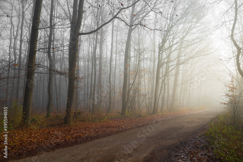 Autumn forest with a fog and morning glow