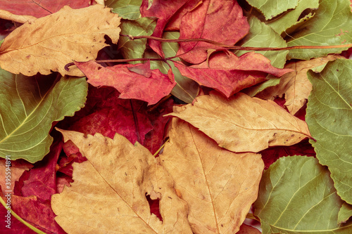 A detail of leaves made of colorful leaves in autumn.