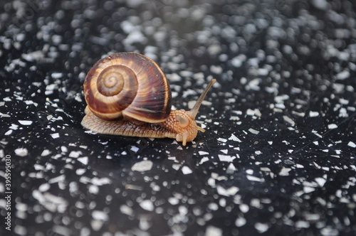 a grape snail crawling on a glossy surface