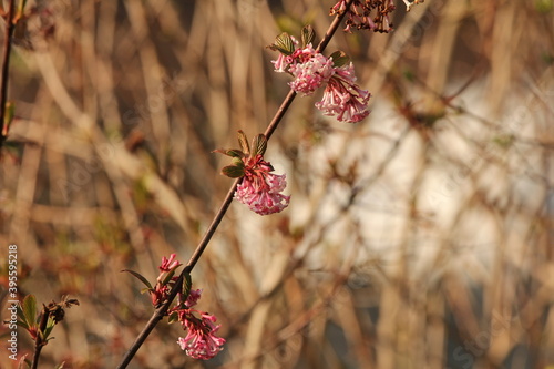 a diagonal brown branch with groups of blooming pink flowers closeup of the viburnum shrub and a brown background in the garden in winter