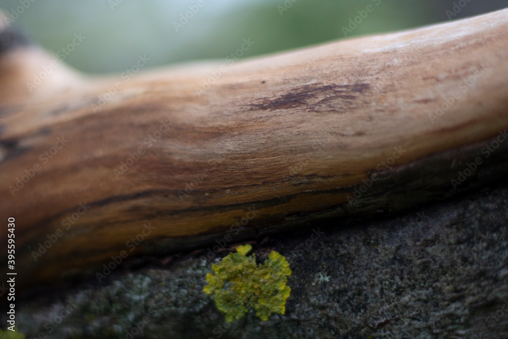 Dry wood. Plant bark. Forest background. Natural beauty. Dry wood. Plant bark. Forest background. Natural beauty.