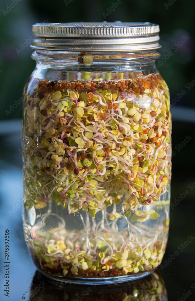 Sprouts in a jar Sprouts in a jar