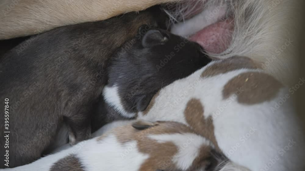 Baby dogs search for food and fight for it. Natural feeding of baby dogs. Baby dogs search for food and fight for it. Natural feeding of baby dogs.