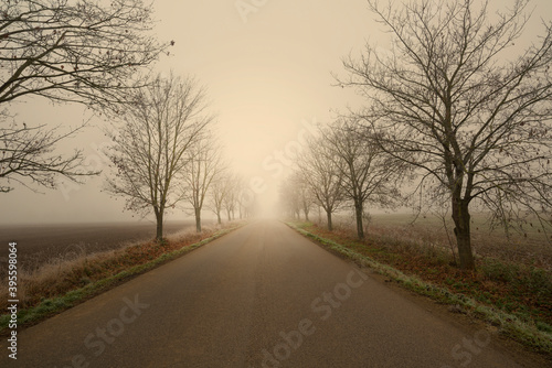 Road in autumn with trees and morning glow