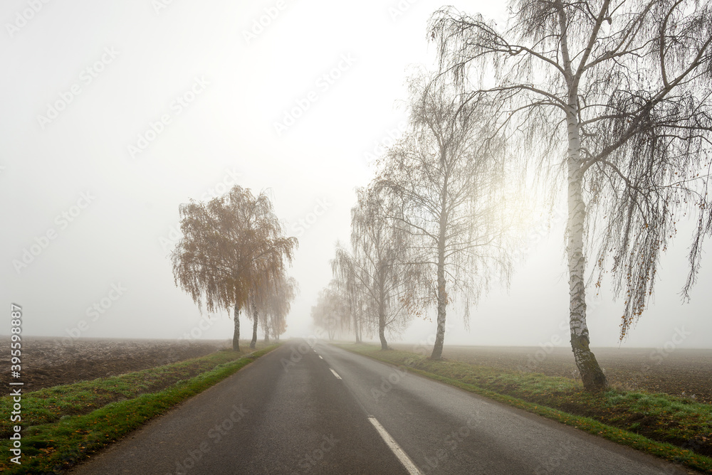Birch tress by the road in the fog with morning glow Birch tress by the road in the fog with morning glow