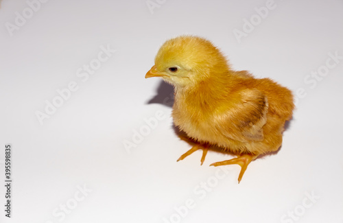 CUTE AND YELLOW CHICK NEW FROM THE EGG