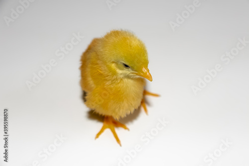 CUTE AND YELLOW CHICK NEW FROM THE EGG