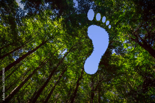 The Canopy of this Forest has Hole in the Shape of a Barefoot Footprint photo