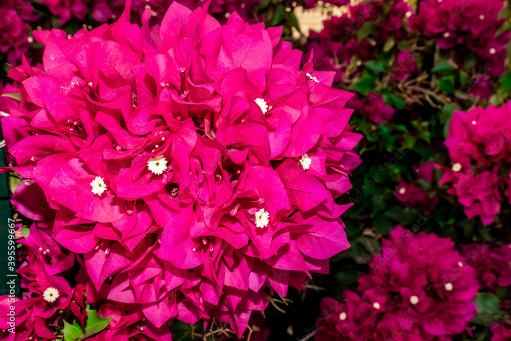 Freshly bloomed white shoots of pink bougainvillea flower in spring and summer.