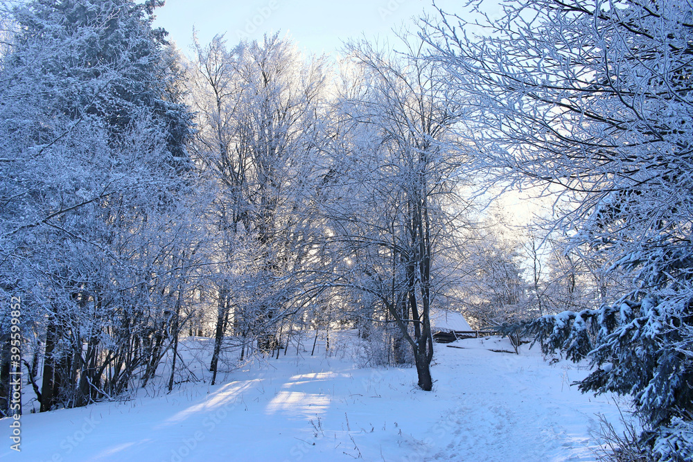 Winter landscape. Snow-covered trees on a sunny day. Snowy, cold winter Winter landscape. Snow-covered trees on a sunny day. Snowy, cold winter