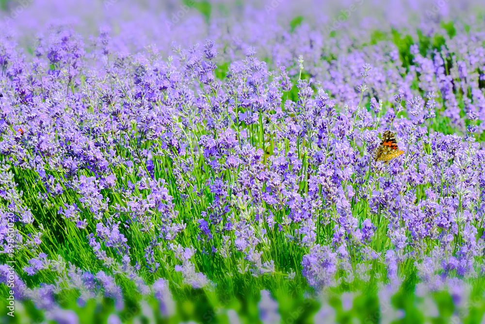 Lavender field in Moldova, close to Cobusca Noua.
Lavender field in Moldova, close to Cobusca Noua.