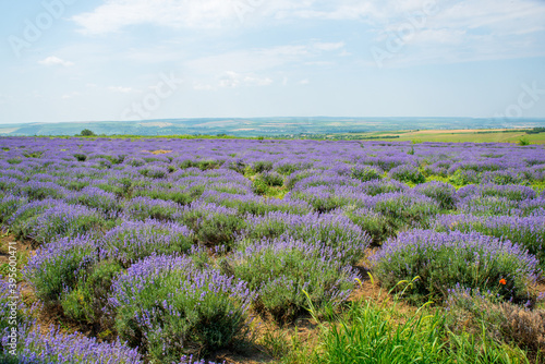Lavender field in Moldova, close to Cobusca Noua.
