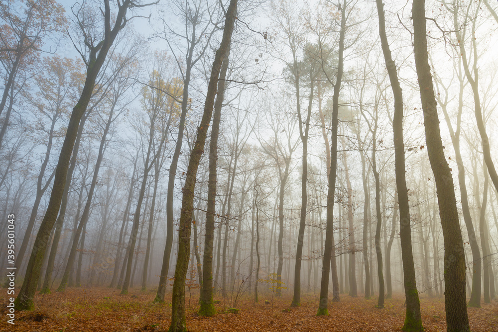 Autumn forest with a fog and morning glow Autumn forest with a fog and morning glow