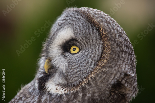 Closeup portrait of amazed great grey owl looking at the camera with beautiful yellow eyes and smart sight