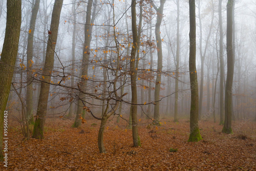 Naklejka premium Autumn forest with a fog and morning glow