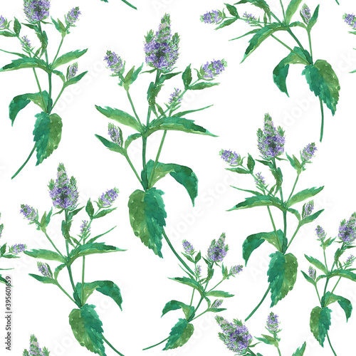 Seamless pattern of flower peppermint branch on white background. Watercolor hand drawing illustration. Floral repeat texture of summer aroma plant. Perfect for digital paper  wallpaper  textile.