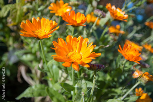 Orange flowers of calendula in garden