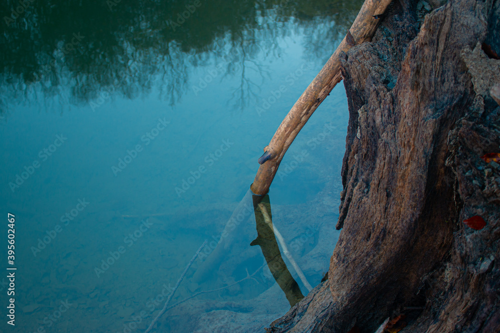 tree on the river