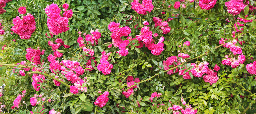 Texture for landscape designers. Panorama with a flower bed of scarlet roses. Nice view of the botanical garden Texture for landscape designers. Panorama with a flower bed of scarlet roses. Nice view of the botanical garden