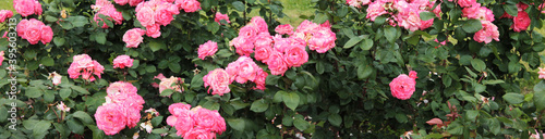 Texture for landscape designers. Panorama with a flower bed of pink roses. Nice view of the botanical garden