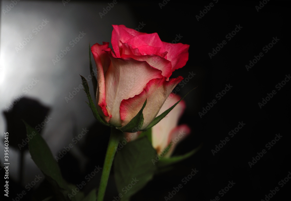A live flower. Pink rose on a black background. High A live flower. Pink rose on a black background. High
