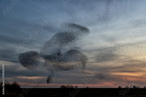 Cuadro en lienzo Starling murmurations
