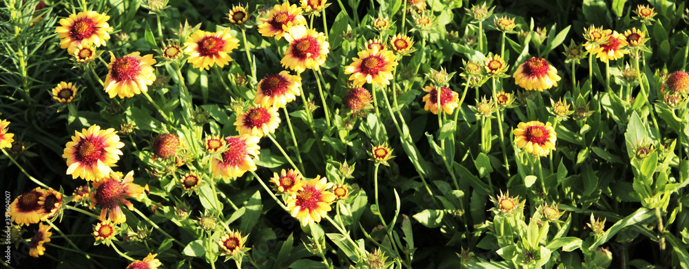 Naklejka premium Texture for landscape designers. Panorama with a carpet of bright yellow meadow flowers. Nice view of the botanical garden