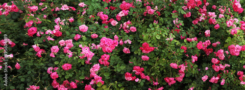 Texture for landscape designers. Panorama with a carpet of scarlet roses awakened after sleep. Nice view of the botanical garden