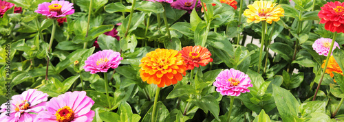 Texture for landscape designers. Panorama with a carpet of multicolored chrysanthemums. Nice view of the botanical garden