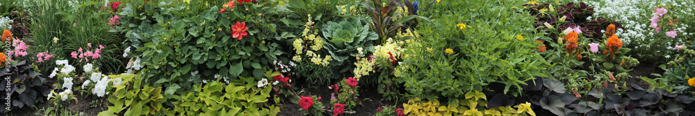 A panorama of a flower bed after the morning dew. Texture for landscape designers. Nice view of the botanical garden A panorama of a flower bed after the morning dew. Texture for landscape designers. Nice view of the botanical garden